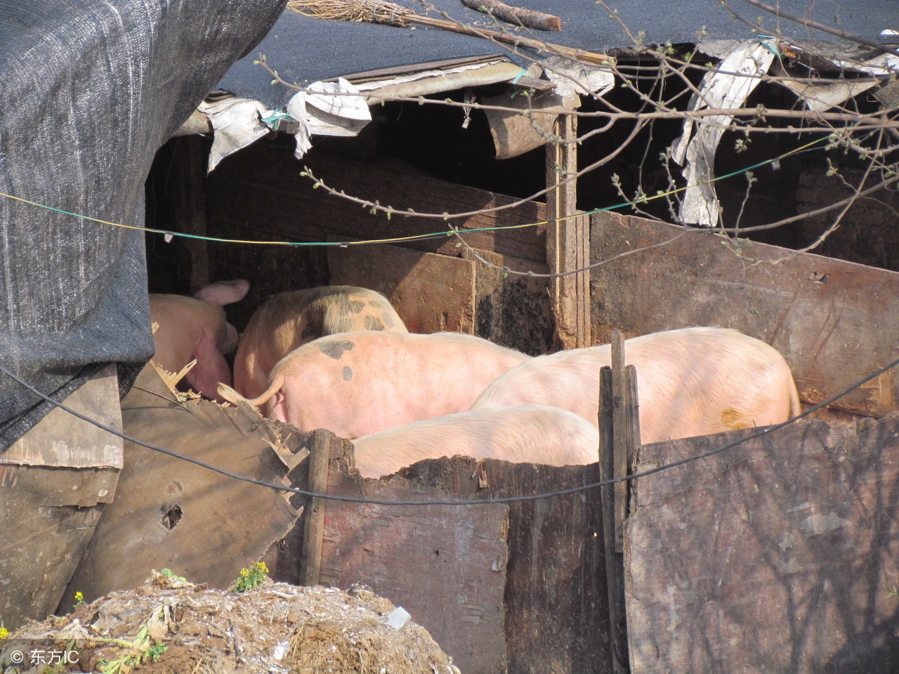 养猪用什么药物治猪,养猪治病最好的药