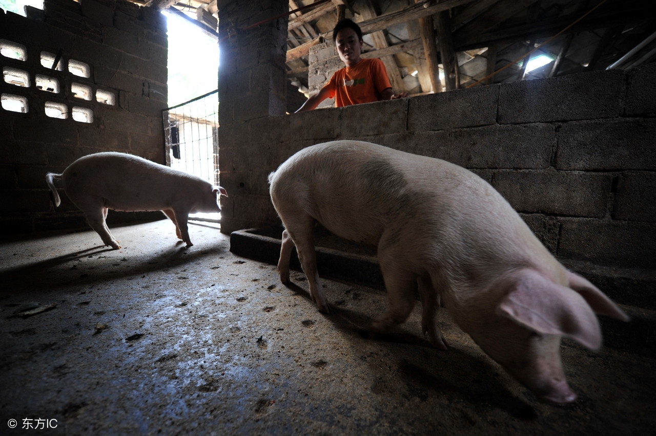 养猪用什么药物治猪,养猪治病最好的药