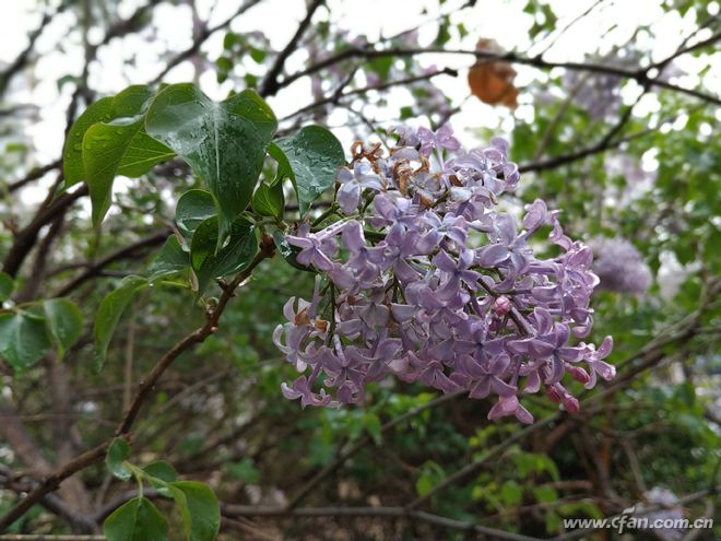 三年前的红米note5现在怎么样,骁龙660红米note8