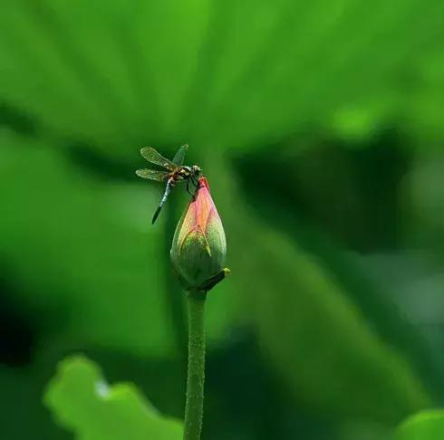 南宋四朝为官，年过八十辞世：杨万里的长寿秘诀