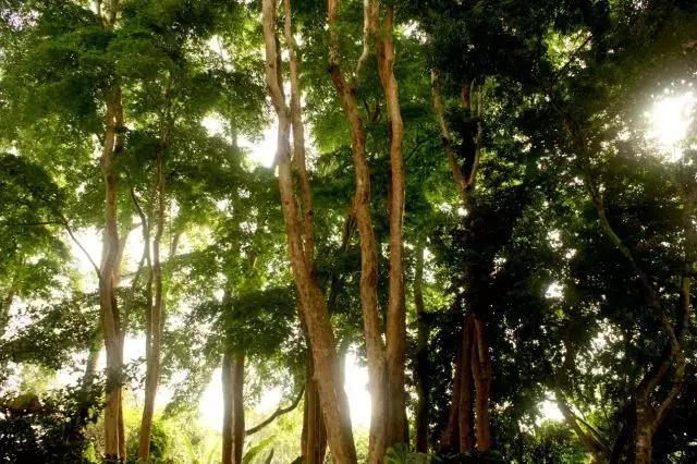 西双版纳翡翠绿洲价格,西双版纳绿洲乐土