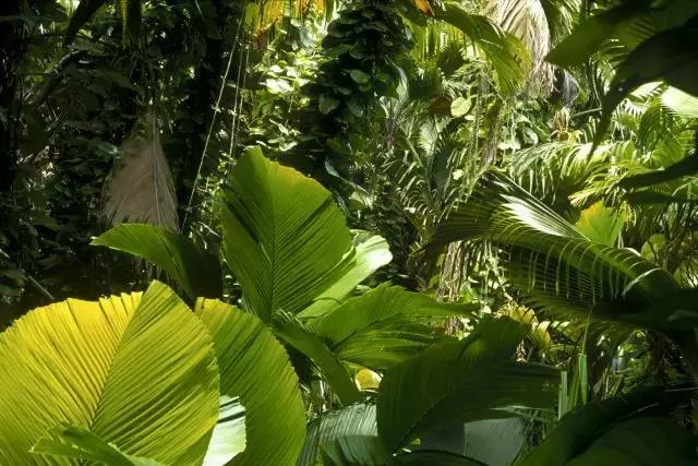 西双版纳翡翠绿洲价格,西双版纳绿洲乐土