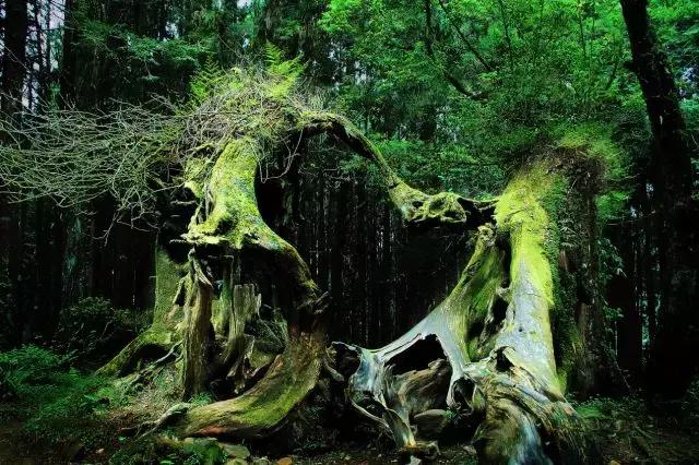 西双版纳翡翠绿洲价格,西双版纳绿洲乐土