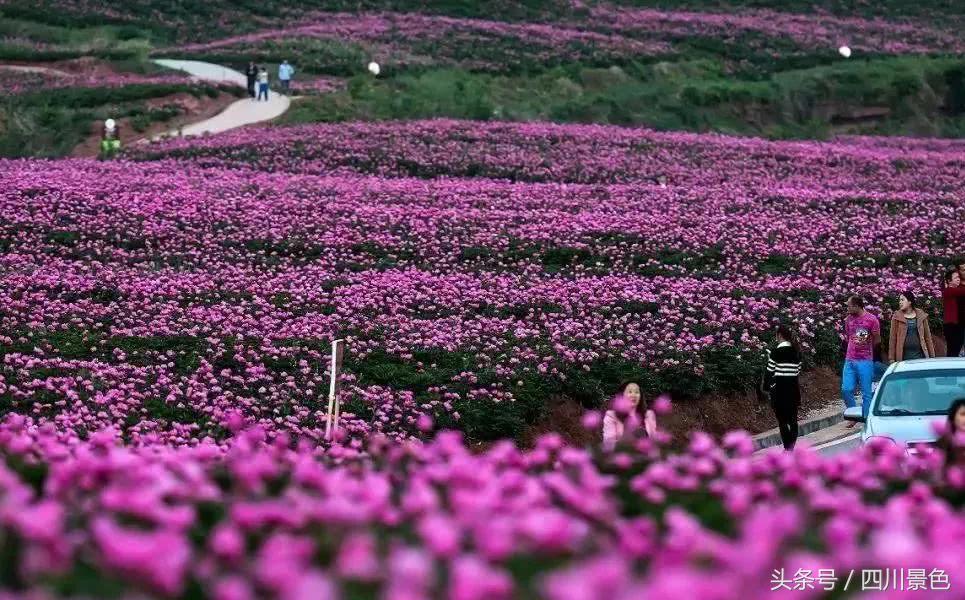 芍药成海，蔷薇满园！成都最快0.5h就到！赏四月的花不走远！