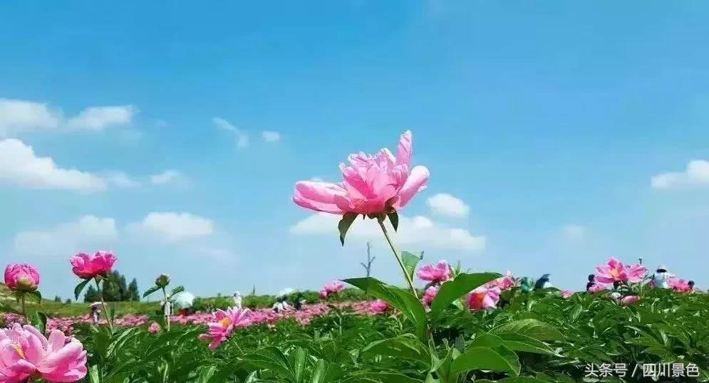 芍药成海，蔷薇满园！成都最快0.5h就到！赏四月的花不走远！