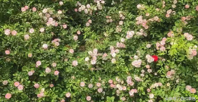 芍药成海，蔷薇满园！成都最快0.5h就到！赏四月的花不走远！