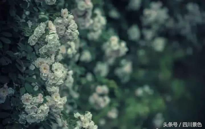 芍药成海，蔷薇满园！成都最快0.5h就到！赏四月的花不走远！