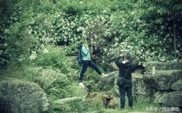芍药成海，蔷薇满园！成都最快0.5h就到！赏四月的花不走远！