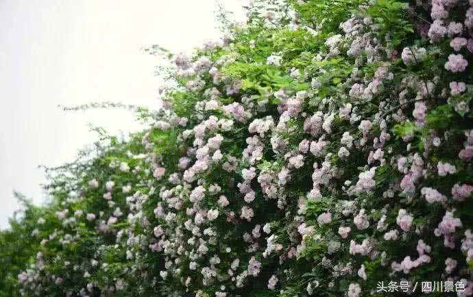 芍药成海，蔷薇满园！成都最快0.5h就到！赏四月的花不走远！