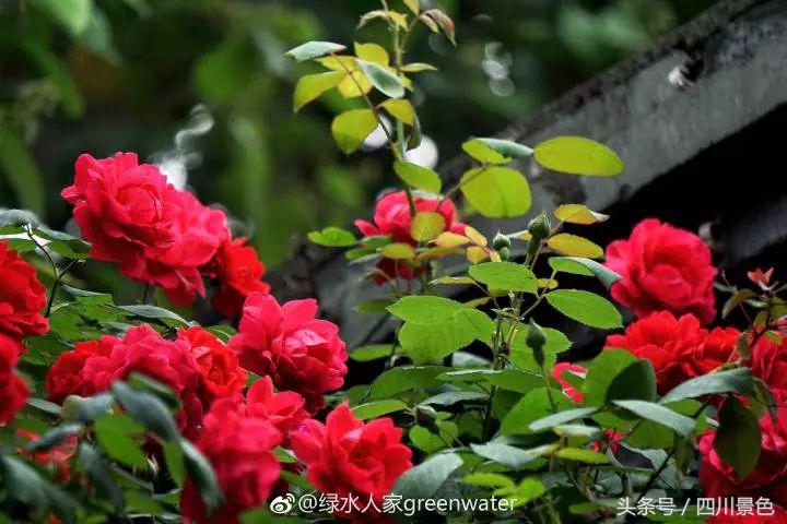芍药成海，蔷薇满园！成都最快0.5h就到！赏四月的花不走远！