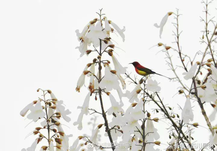 芍药成海，蔷薇满园！成都最快0.5h就到！赏四月的花不走远！