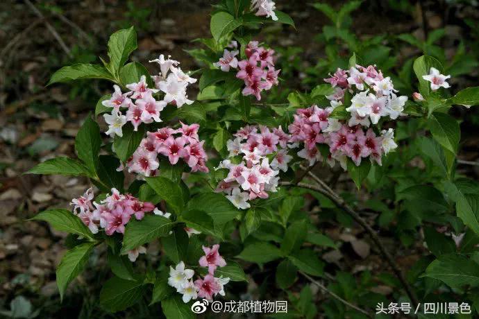 芍药成海，蔷薇满园！成都最快0.5h就到！赏四月的花不走远！