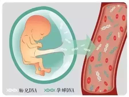 无创产前基因检测(NIPT)作用巨大
