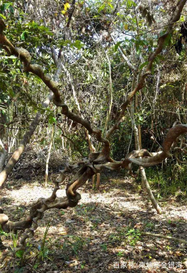 金银湾景区,金银湾生态旅游度假区