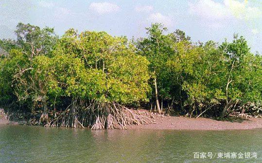 金银湾景区,金银湾生态旅游度假区