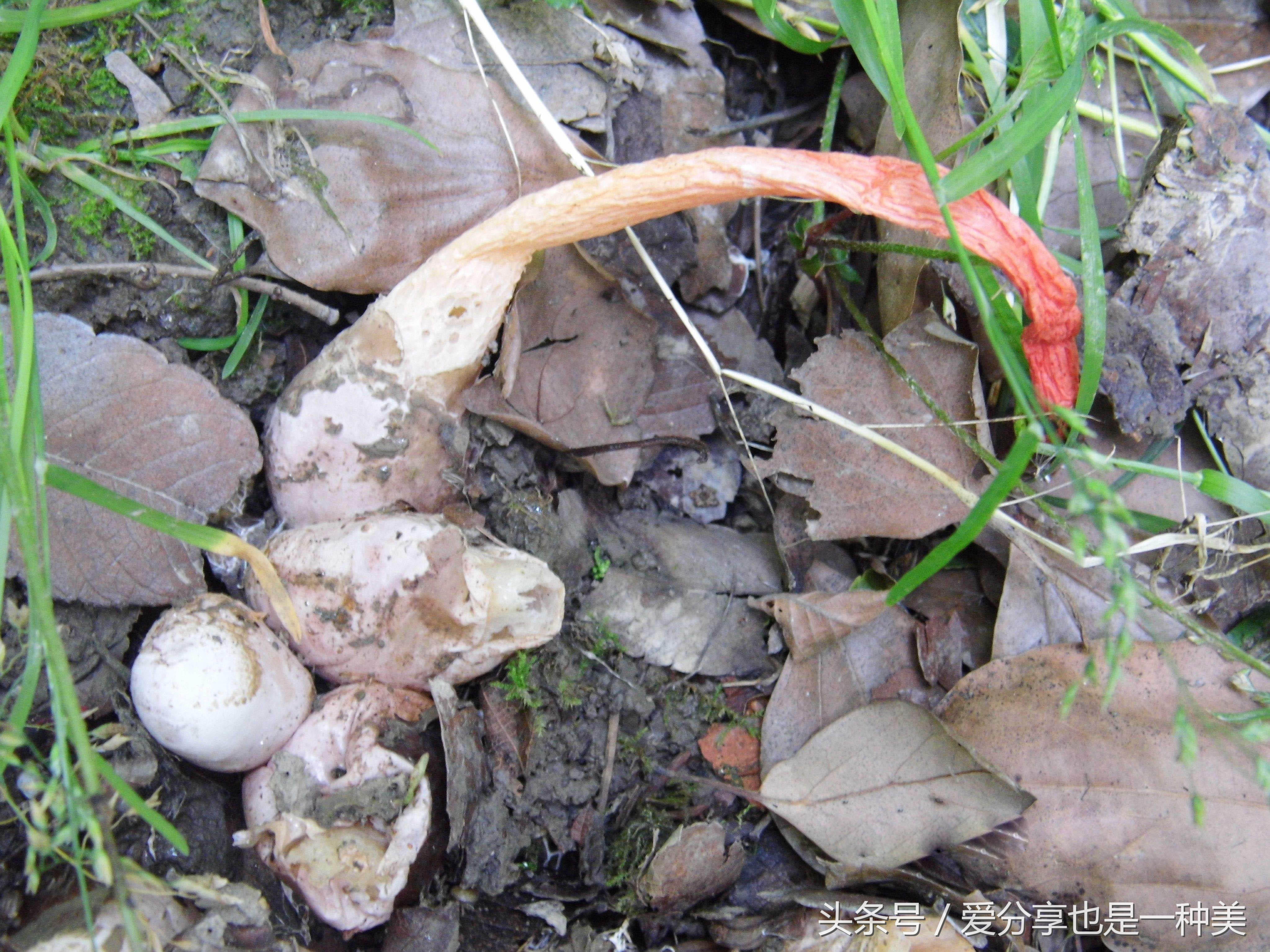 农村粪里面的肉虫子是什么,农村粪堆里的白虫子