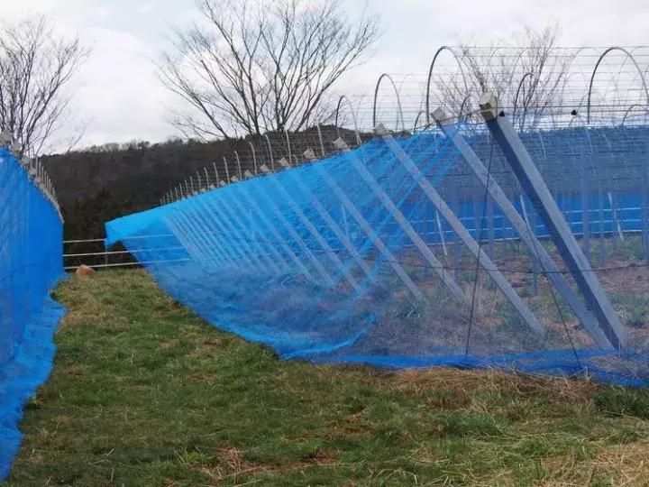 日本葡萄园种植技术,日本葡萄园的种植方法