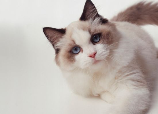 猫咪的天敌,猫咪天敌