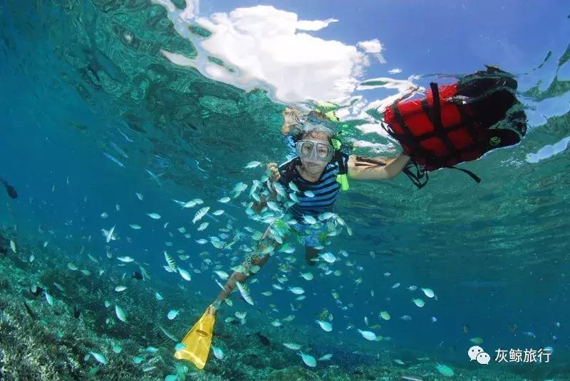 帕劳潜水在潜水界的地位,帕劳哪个岛适合潜水