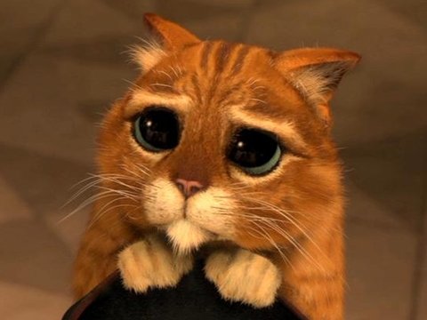 伤害小猫咪,伤害小猫咪视频