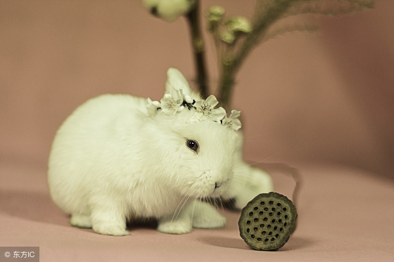 生肖兔几点出生运气最好,生肖兔出生在哪个时辰比较好