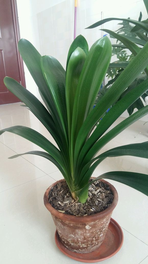 君子兰上什么东西花开茂盛,怎样能把君子兰叶片擦得绿油油