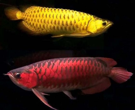 龙鱼老孙视频,龙鱼好养吗