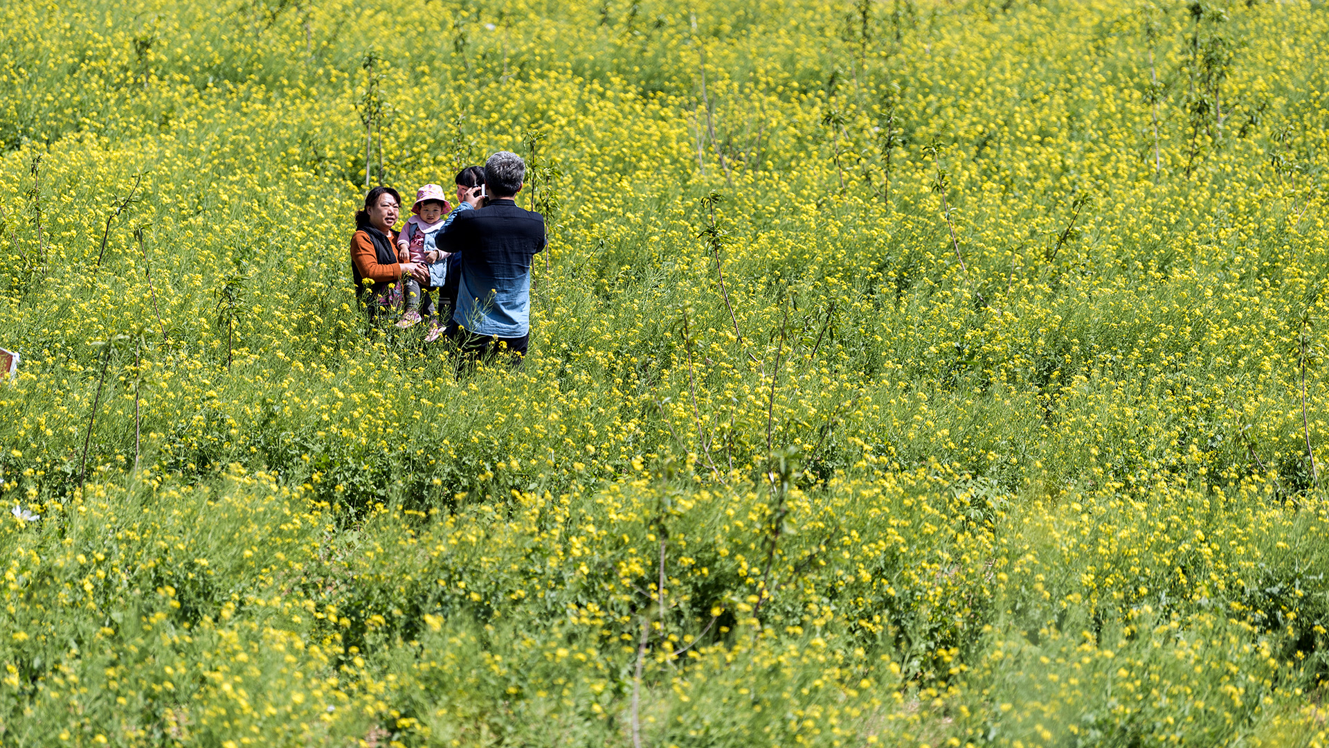 娴庡崡鐧捐姳浜夎壋,娴庡崡鏄ユ殩鑺卞紑楦熻鑺遍