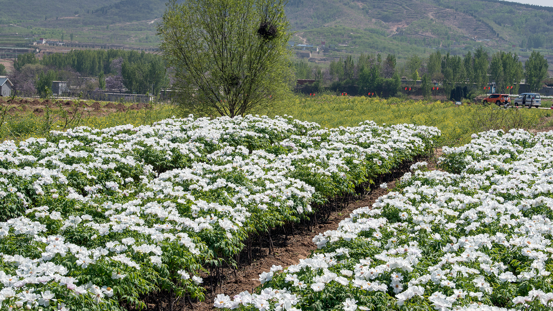 娴庡崡鐧捐姳浜夎壋,娴庡崡鏄ユ殩鑺卞紑楦熻鑺遍
