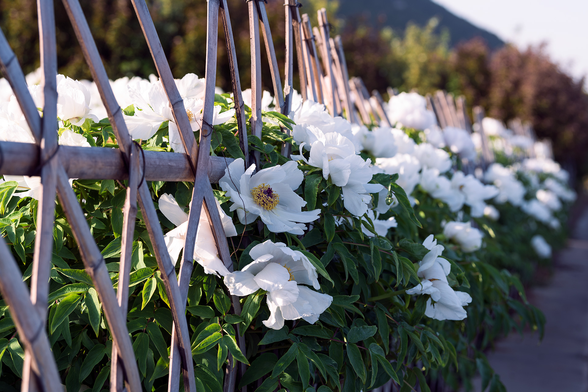 娴庡崡鐧捐姳浜夎壋,娴庡崡鏄ユ殩鑺卞紑楦熻鑺遍