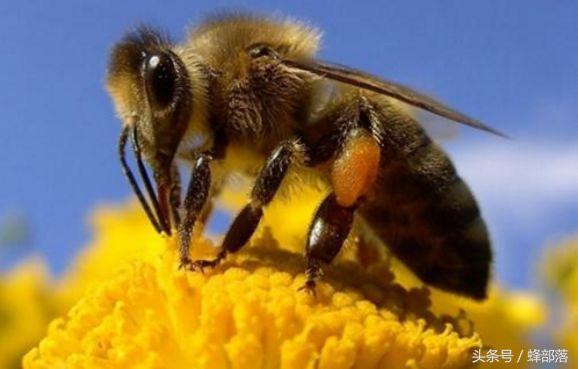 为什么蜜蜂眼睛都是复眼,蜜蜂的眼睛与复眼的区别