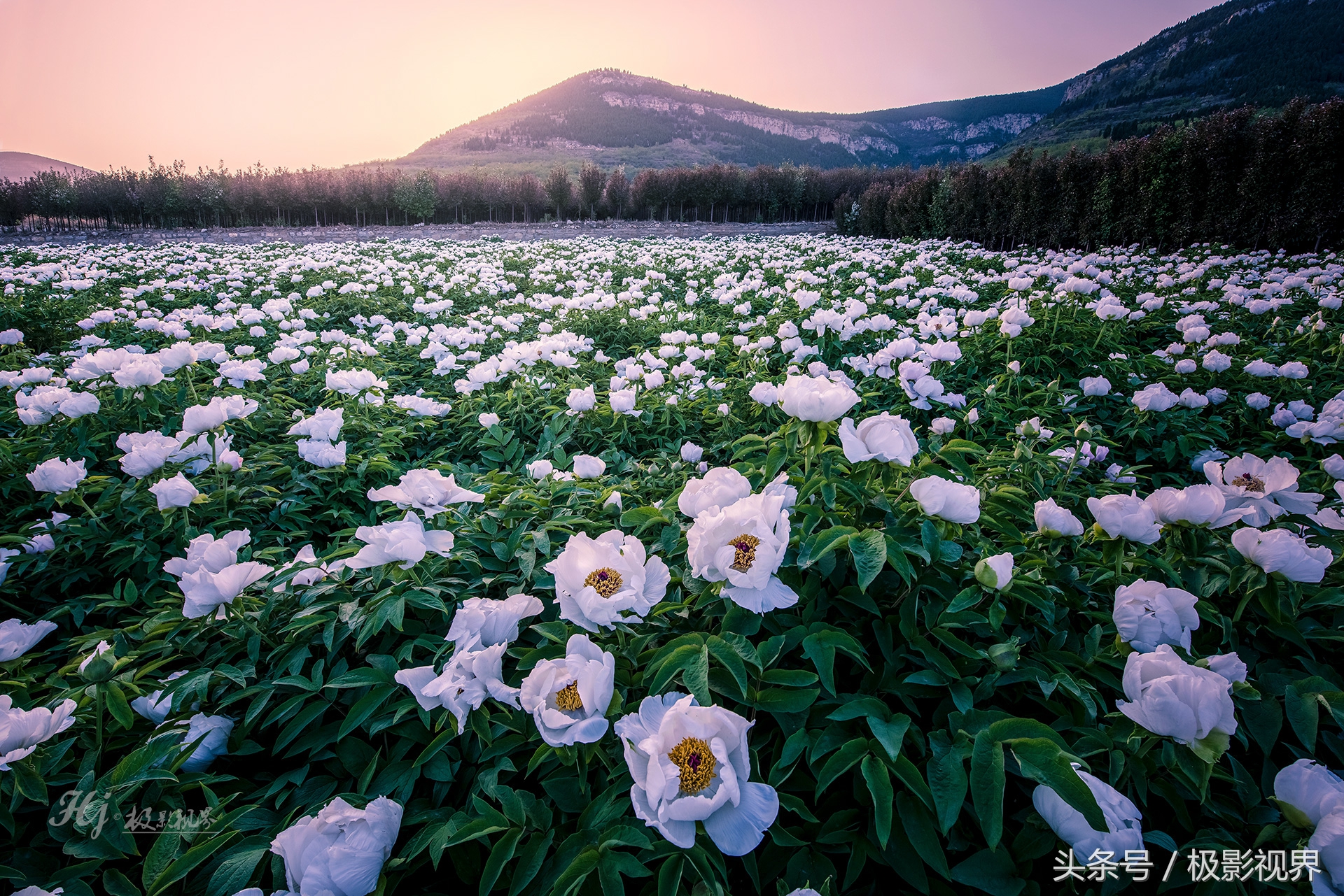 娴庡崡鐧捐姳浜夎壋,娴庡崡鏄ユ殩鑺卞紑楦熻鑺遍