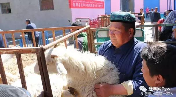 活羊价格下跌的原因,最近5年养羊的价格走势图