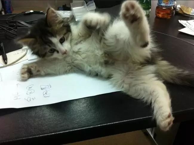 听说鸿毛药酒挺好喝？喵星人评测一下