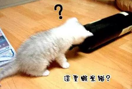 听说鸿毛药酒挺好喝？喵星人评测一下