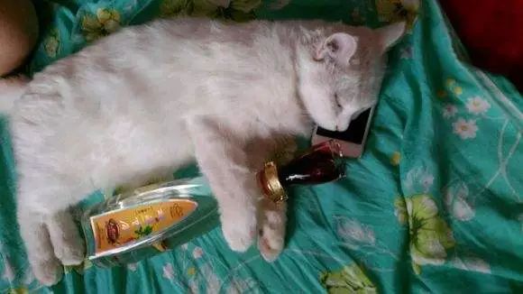 听说鸿毛药酒挺好喝？喵星人评测一下