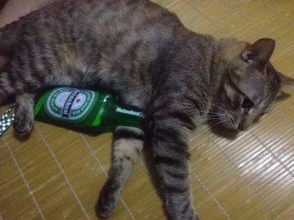 听说鸿毛药酒挺好喝？喵星人评测一下