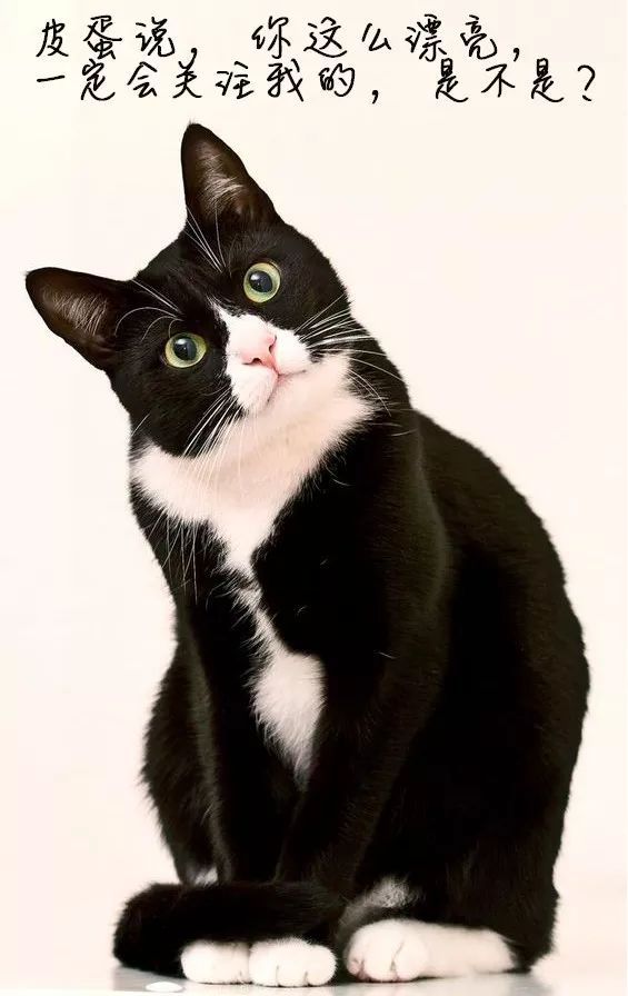 听说鸿毛药酒挺好喝？喵星人评测一下