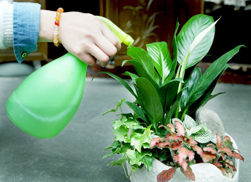 照顾植物的方法,最简单的自动浇水方法