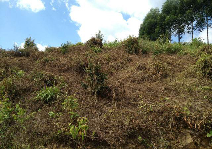 喷农药加洗衣粉能提高药效吗,打农药为啥要加点洗衣粉