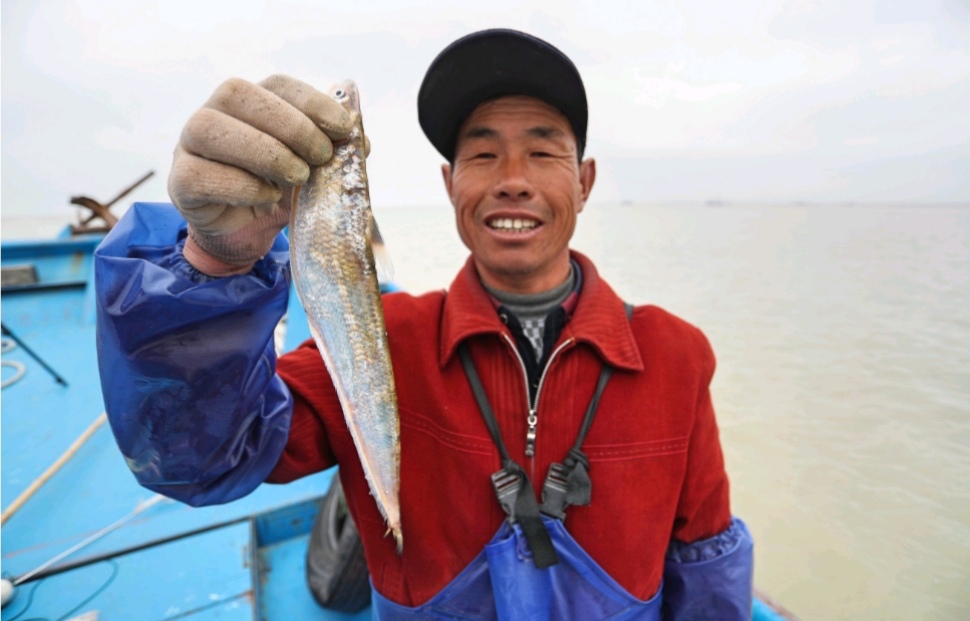 市价8000的刀鱼只卖3000多盒马推动高端食材平民化