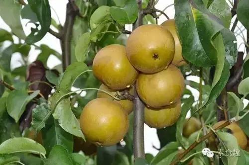 梨应该怎么卖,梨怎么卖的一块钱一斤