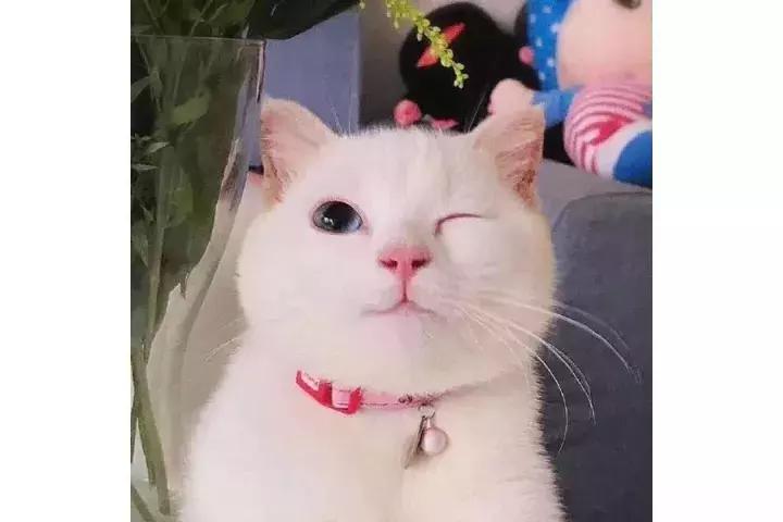 大姨妈来了哪些药不能吃,来了大姨妈吃什么补品最好