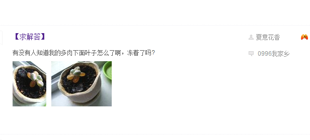 冬天桃蛋的养殖方法和注意事项,桃蛋露养的正确方法