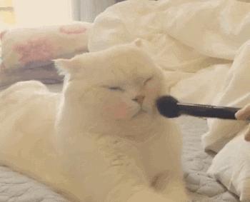 有哪些非常好用的开价彩妆值得买,新手必买的彩妆有哪些