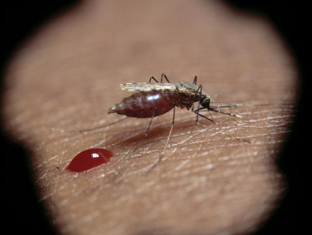 蚊子咬人跟血型会不会有间接关系,一般来说蚊子咬人有特定的血型吗