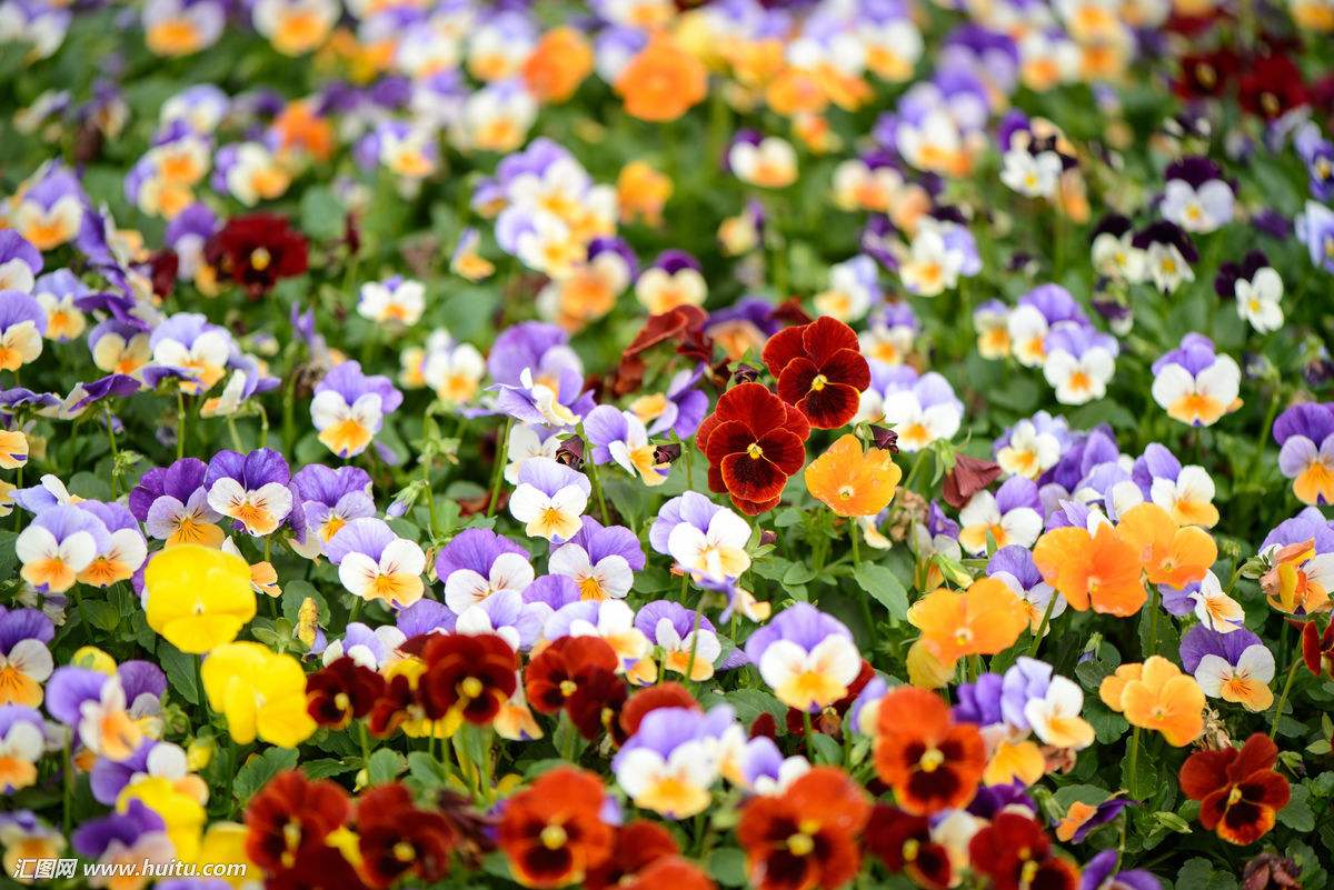 堇菜科堇菜属长萼堇菜,堇菜科堇菜属多年生草