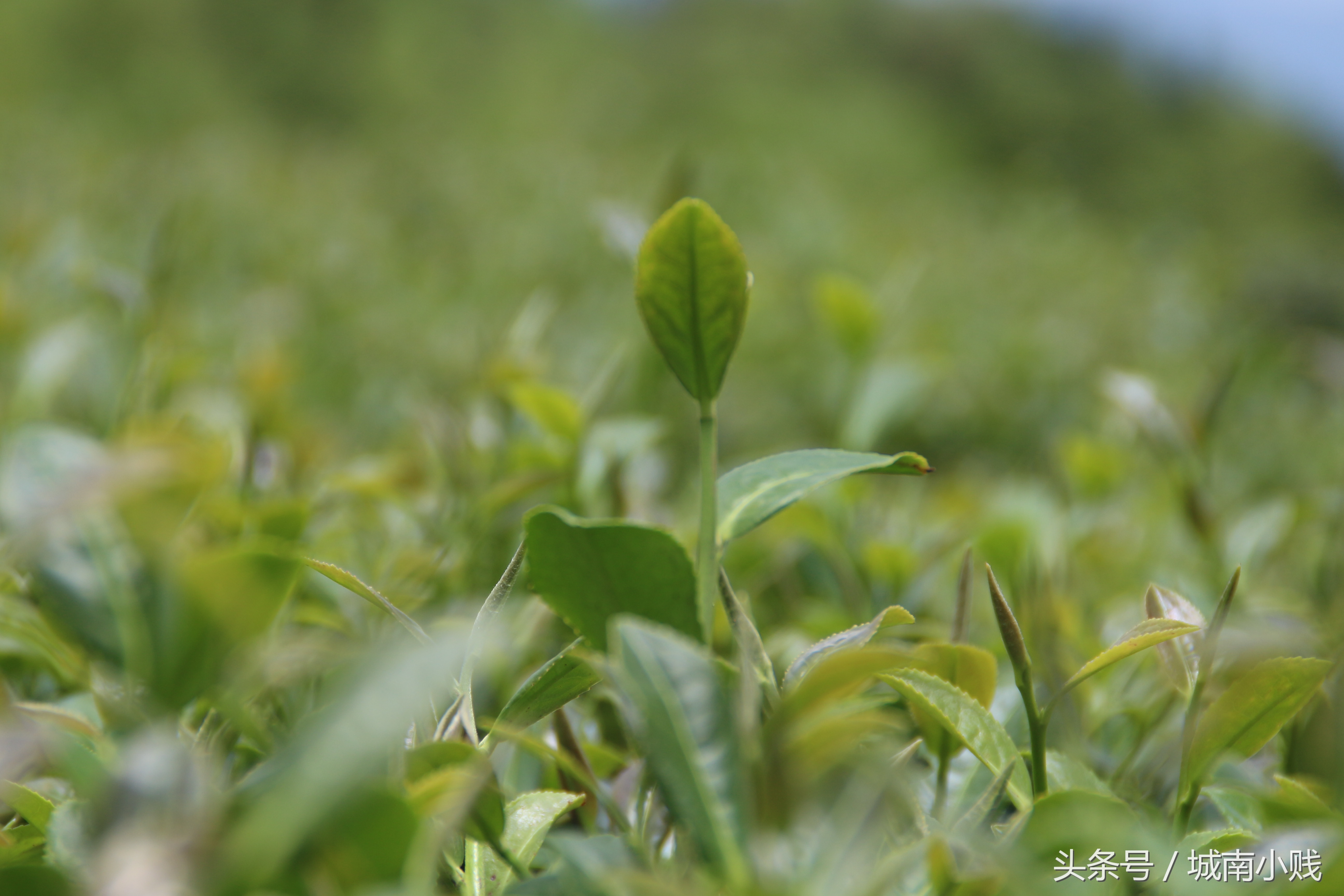 铁观音茶的历史,铁观音来历历史故事