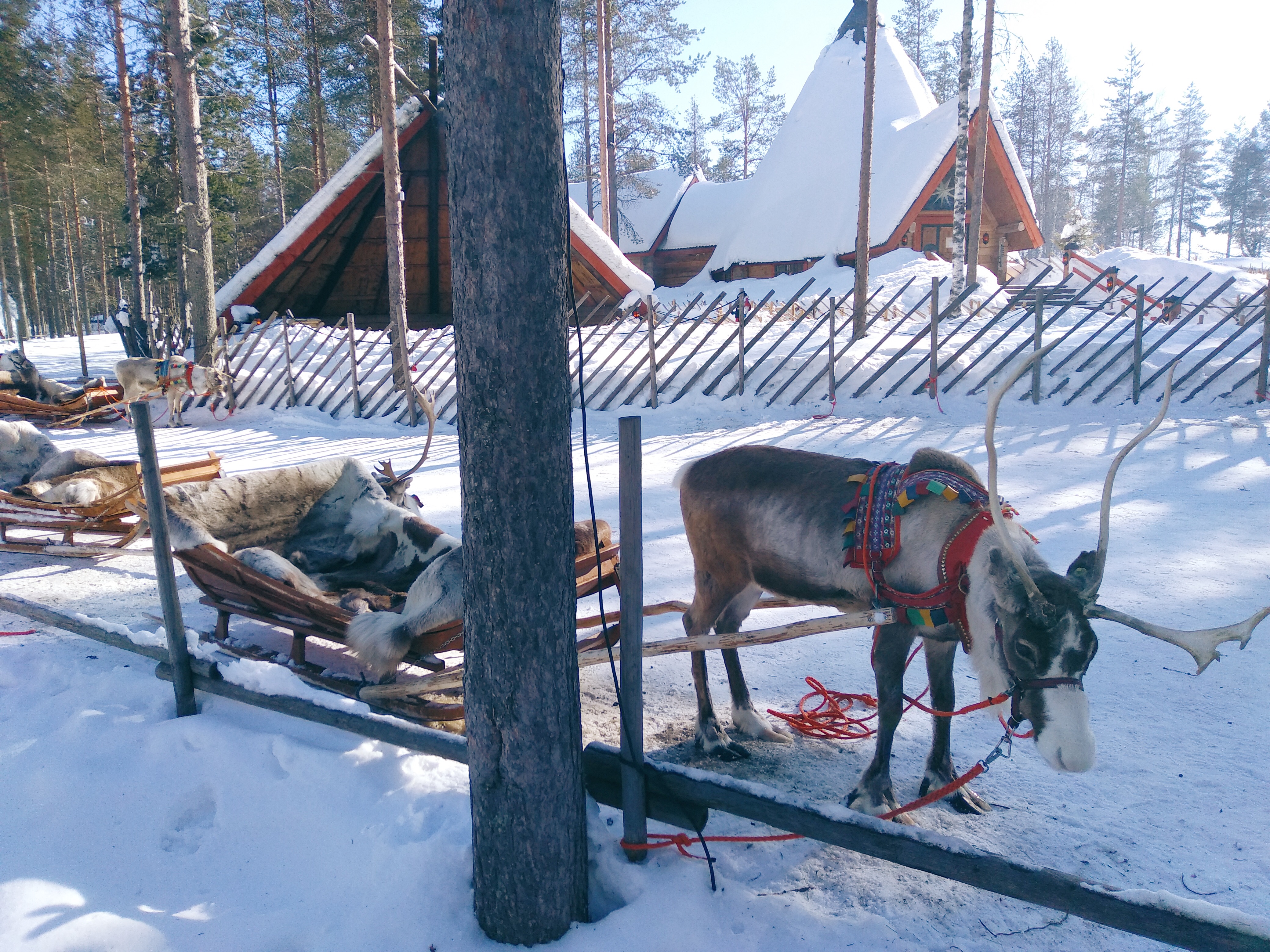 驯鹿拉雪橇旅游,鹿拉雪橇圣诞