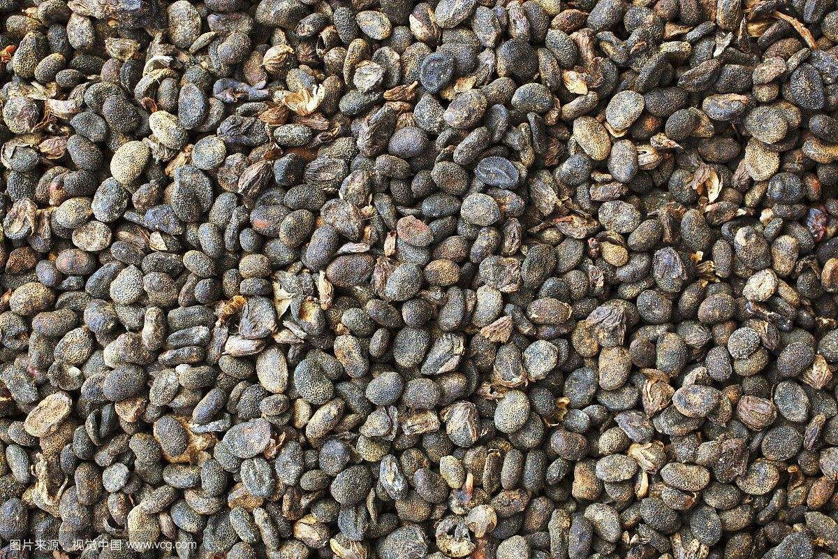 补血补气补肉补筋补骨中医,补骨脂加哪味中药不上火